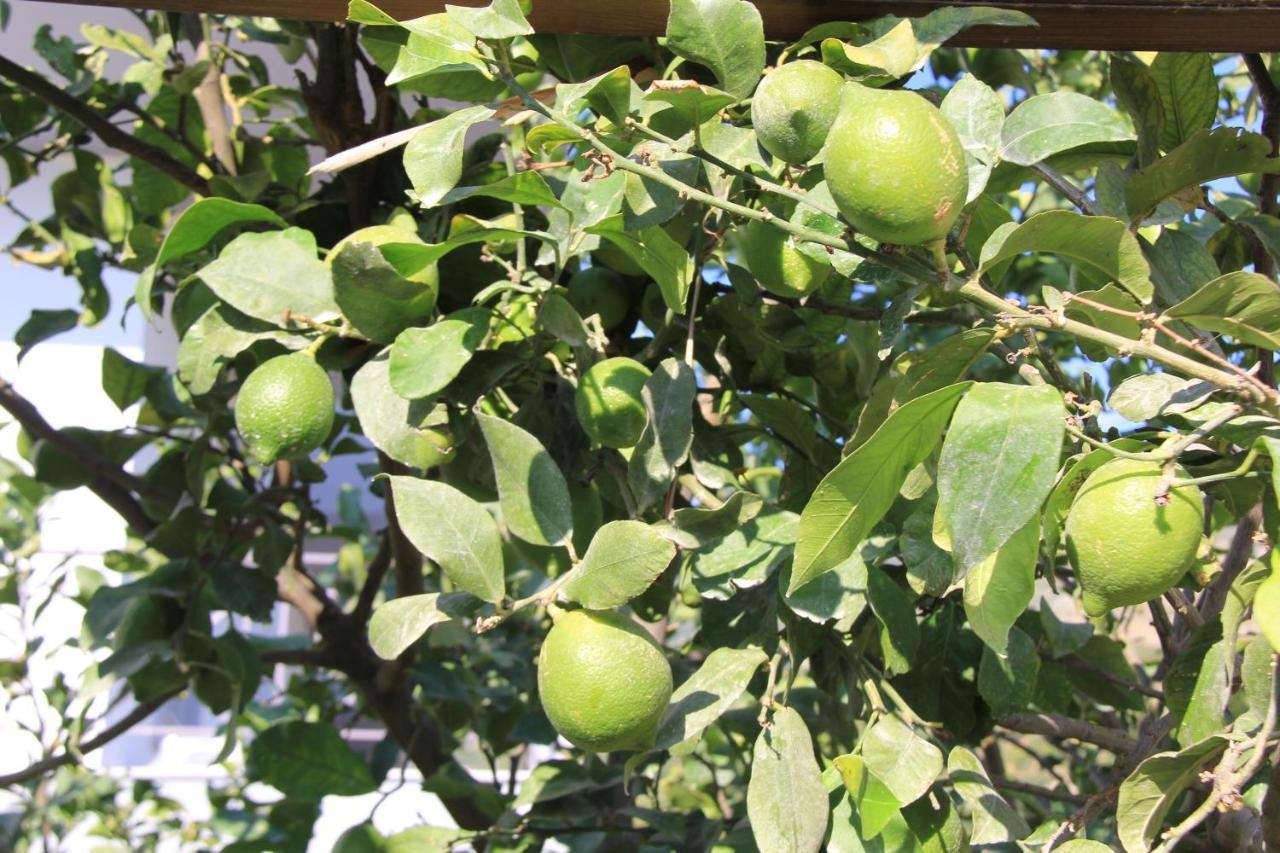 Vila Hadhri בורש מראה חיצוני תמונה